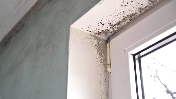Best Crawl Space Mold Removal  in Man, WV