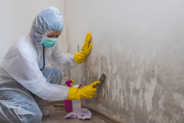 Office Mold Removal Services in Man, WV