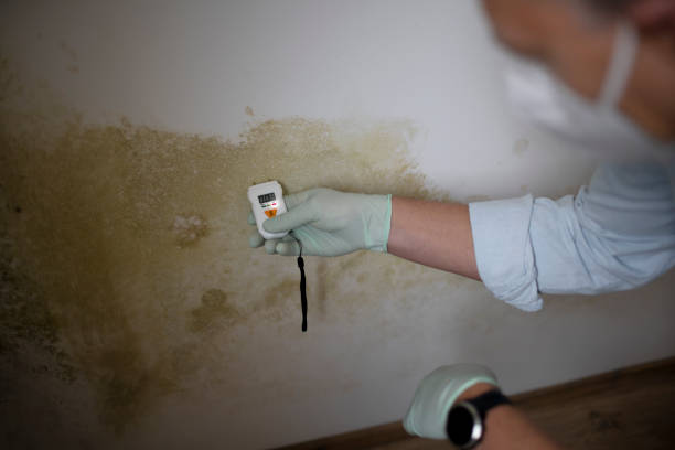 Best Home Mold Removal  in Man, WV
