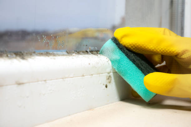 Best Office Mold Removal Services  in Man, WV