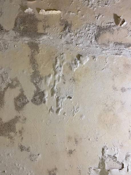 Trusted Man, WV Mold Removal Experts
